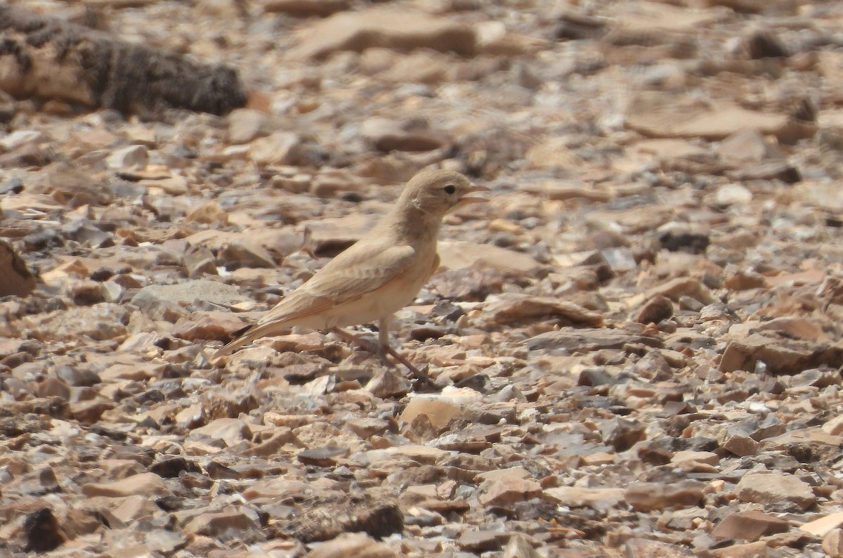 Allodola del deserto minore - ML633290633