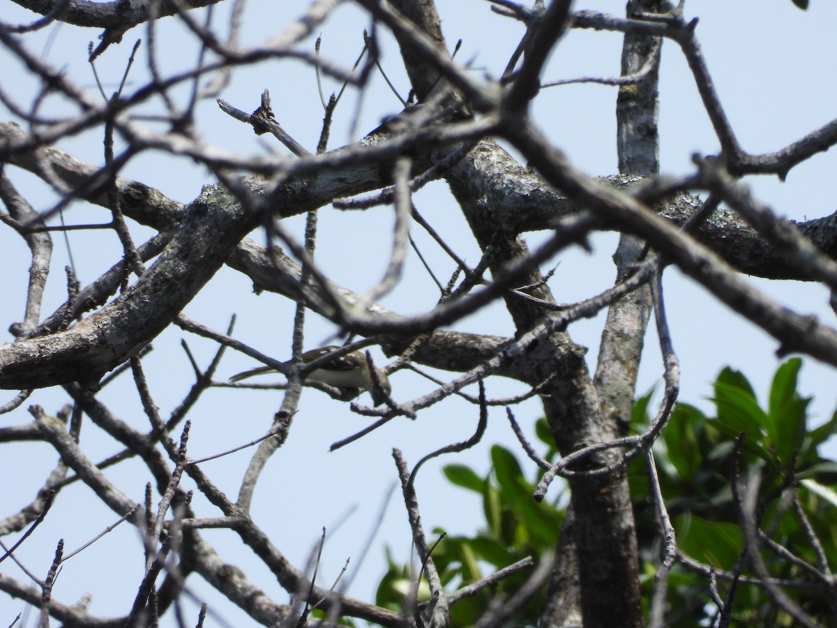 Spotted Greenbul - ML633290713