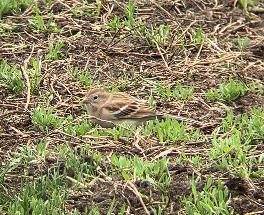 Field Sparrow - ML633290789