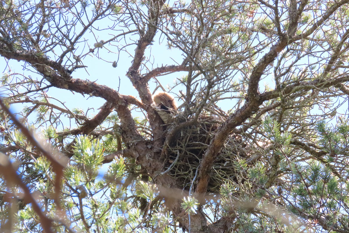 Great Horned Owl - ML633290835