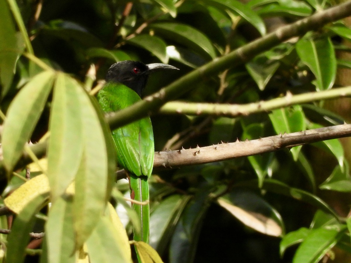 Black-headed Bee-eater - ML633290843