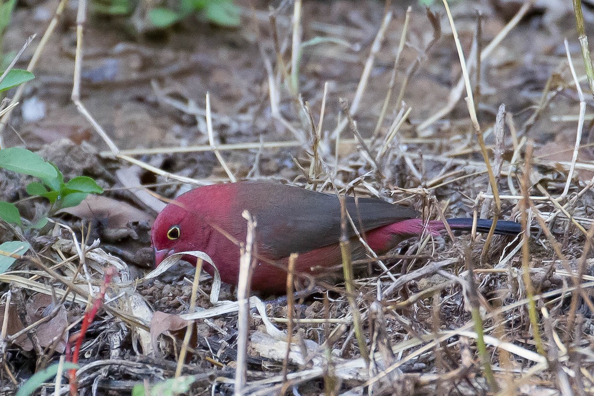 Red-billed Firefinch - ML633290927