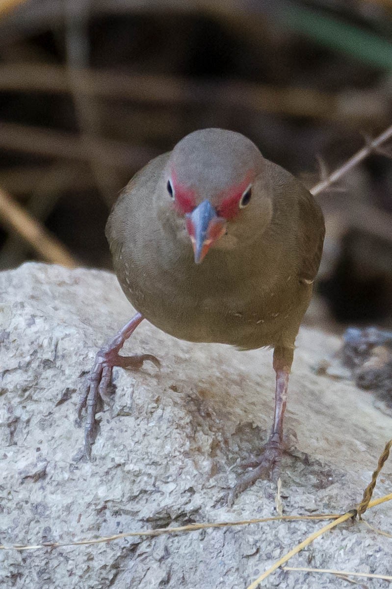 Red-billed Firefinch - ML633290931