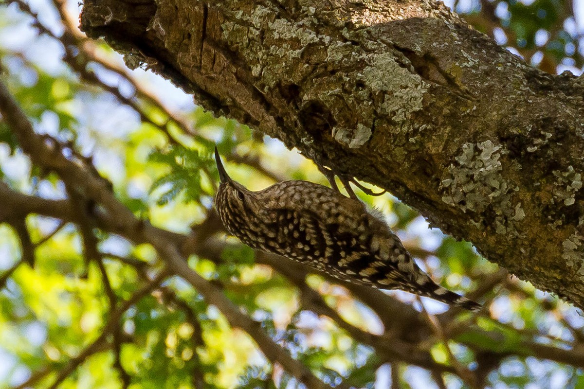African Spotted Creeper - ML633291028