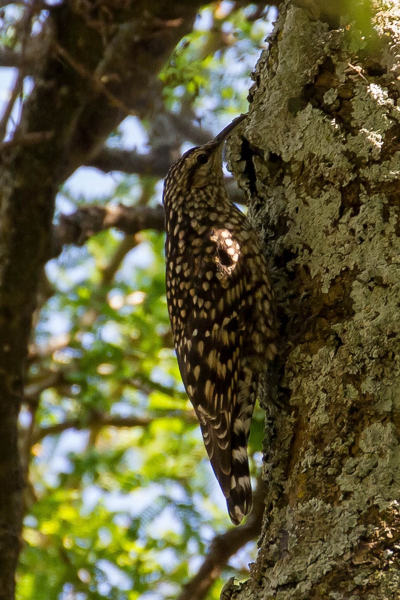 African Spotted Creeper - ML633291039