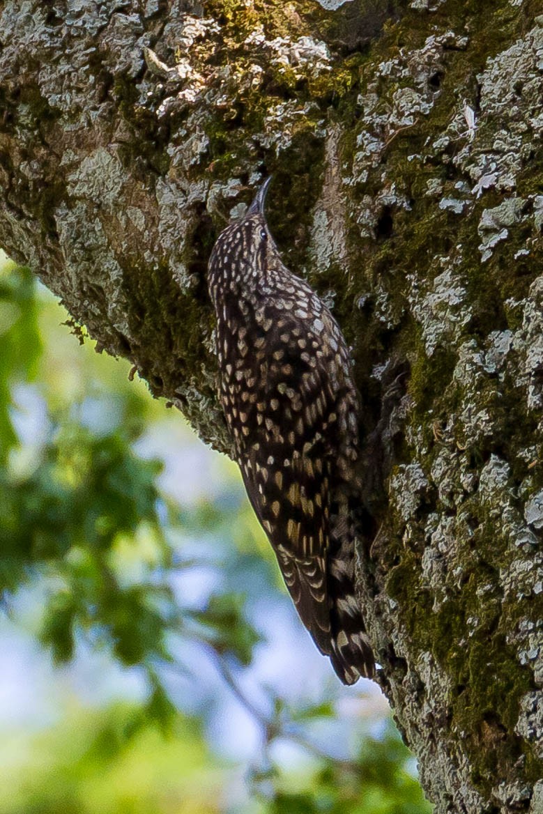 African Spotted Creeper - ML633291047