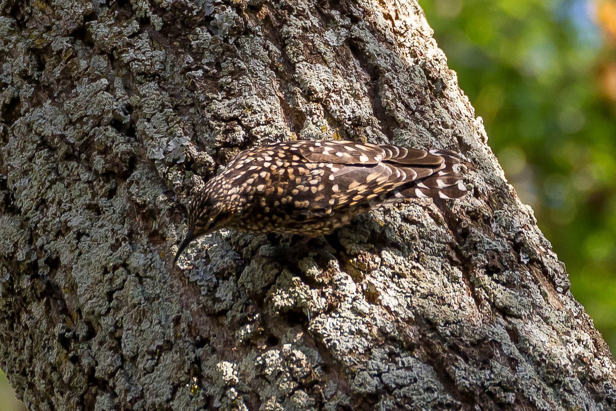 African Spotted Creeper - ML633291050