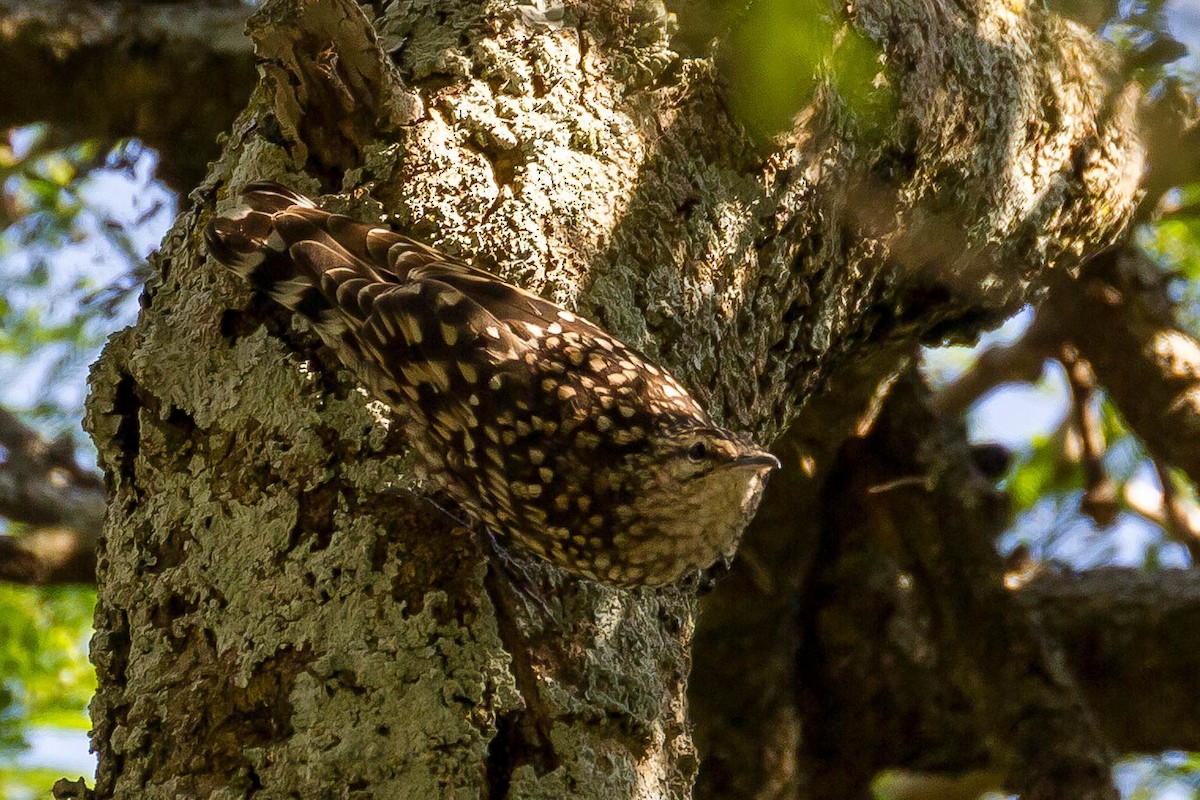 African Spotted Creeper - ML633291056