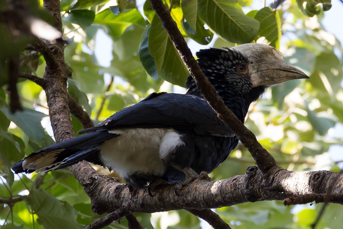 Silvery-cheeked Hornbill - ML633291063