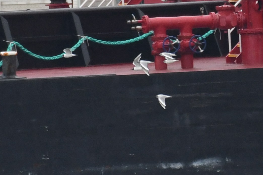 Bonaparte's Gull - ML633291092