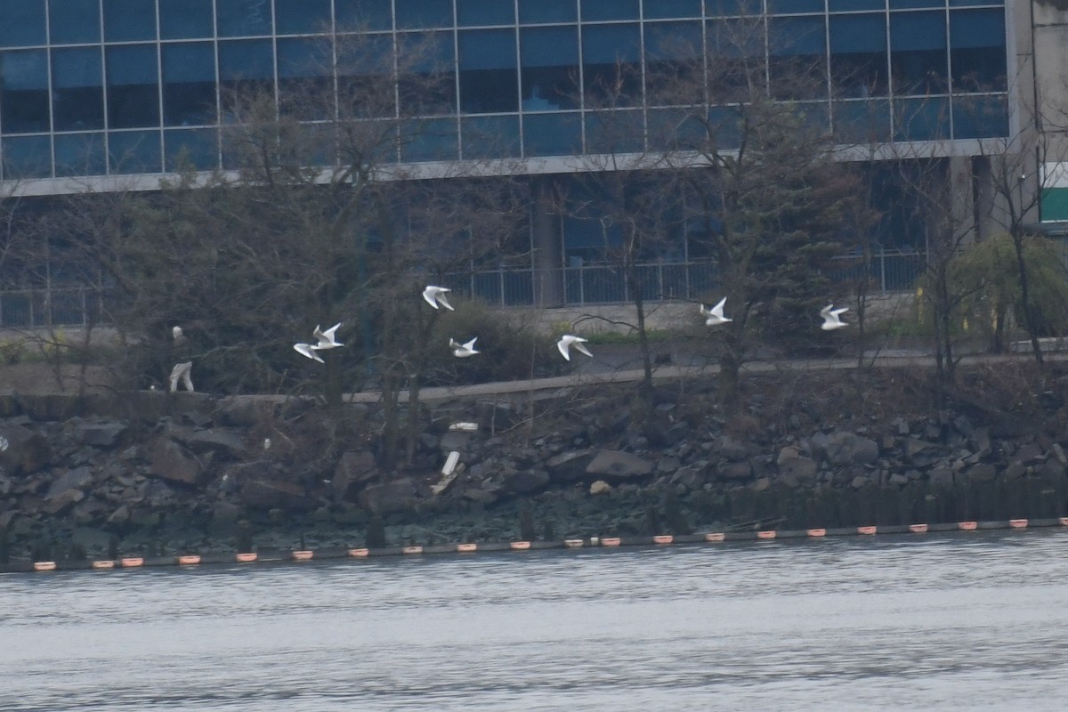 Bonaparte's Gull - ML633291095