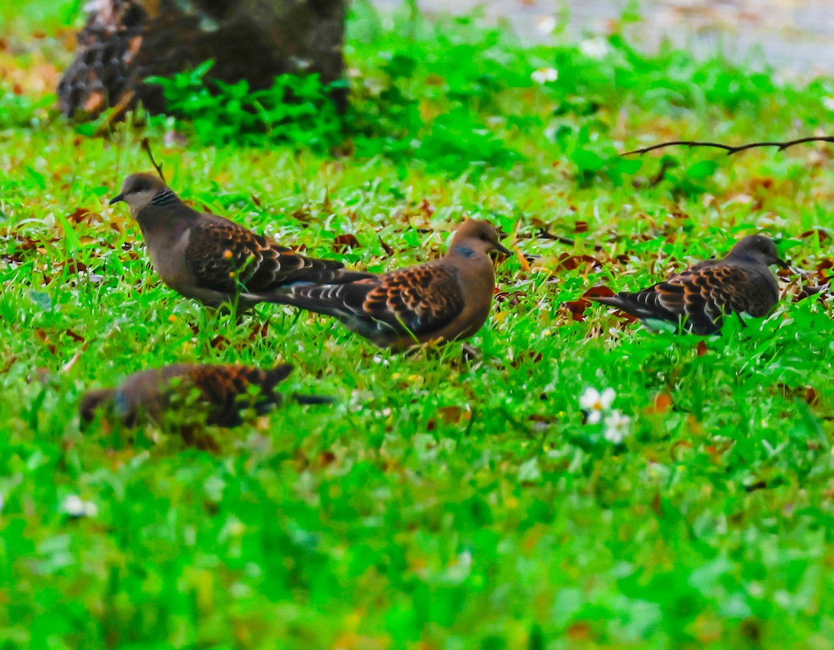 Oriental Turtle-Dove - David Hoar