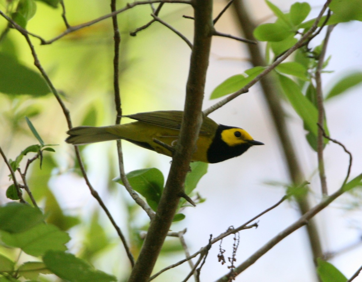 Hooded Warbler - ML633291162