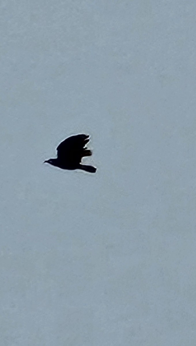 American/Fish Crow - ML633291282
