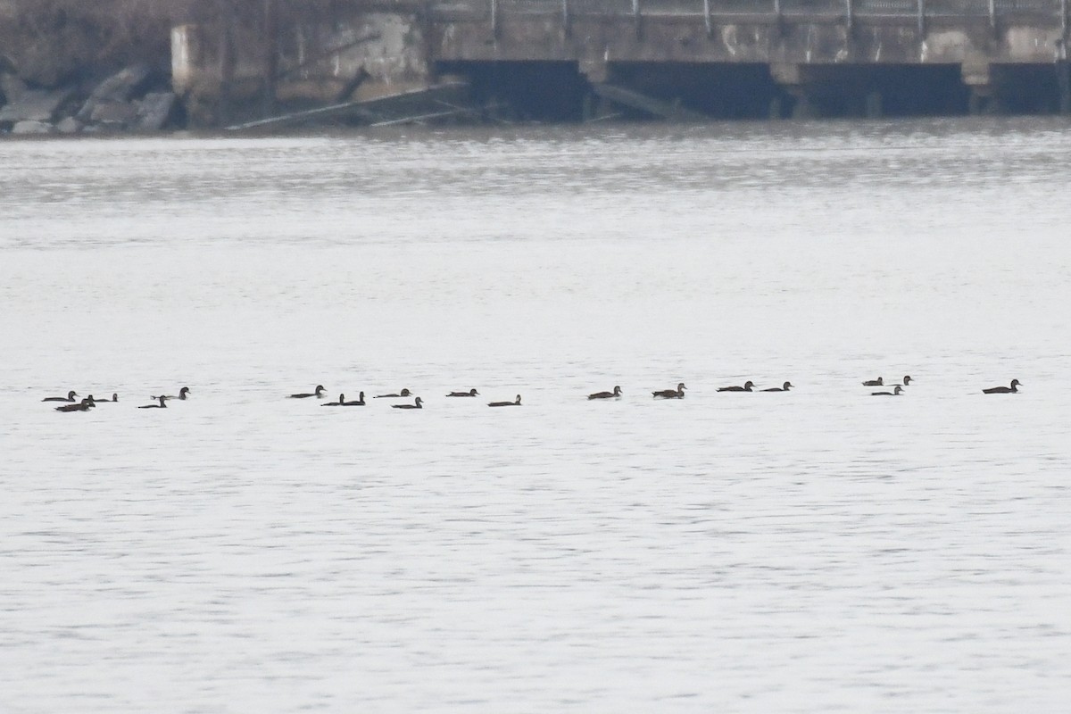 American Black Duck - ML633291297