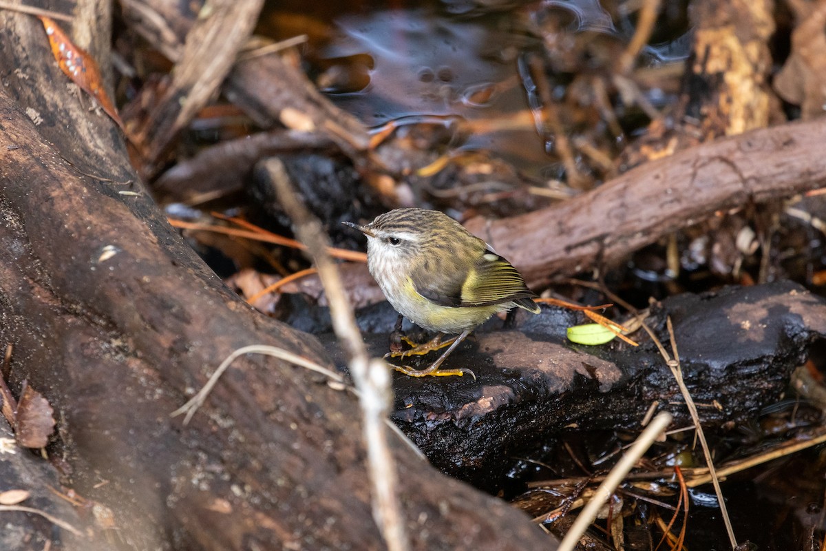 Rifleman - ML633291427