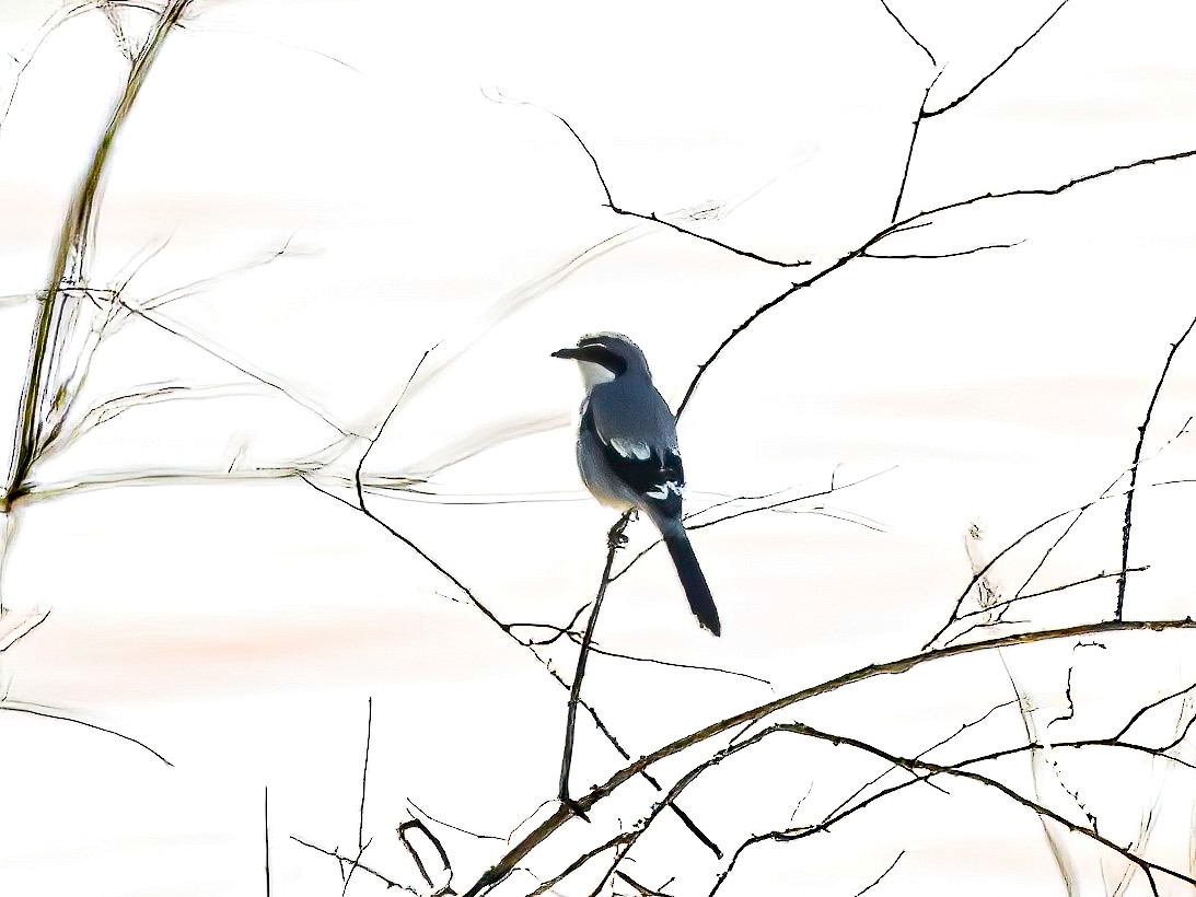 Iberian Gray Shrike - Mac Aragon