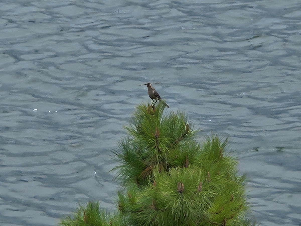 Northern Mockingbird - ML633291449