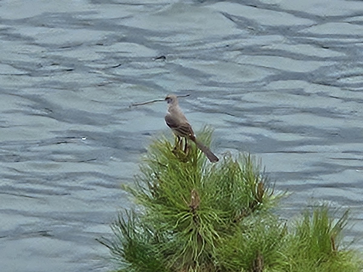 Northern Mockingbird - ML633291450