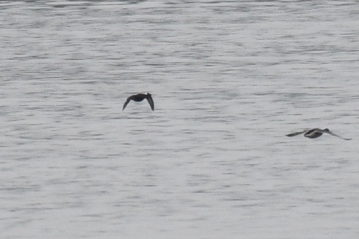 Surf Scoter - ML633291470
