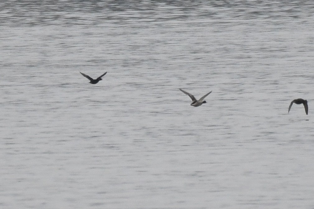 Surf Scoter - ML633291471