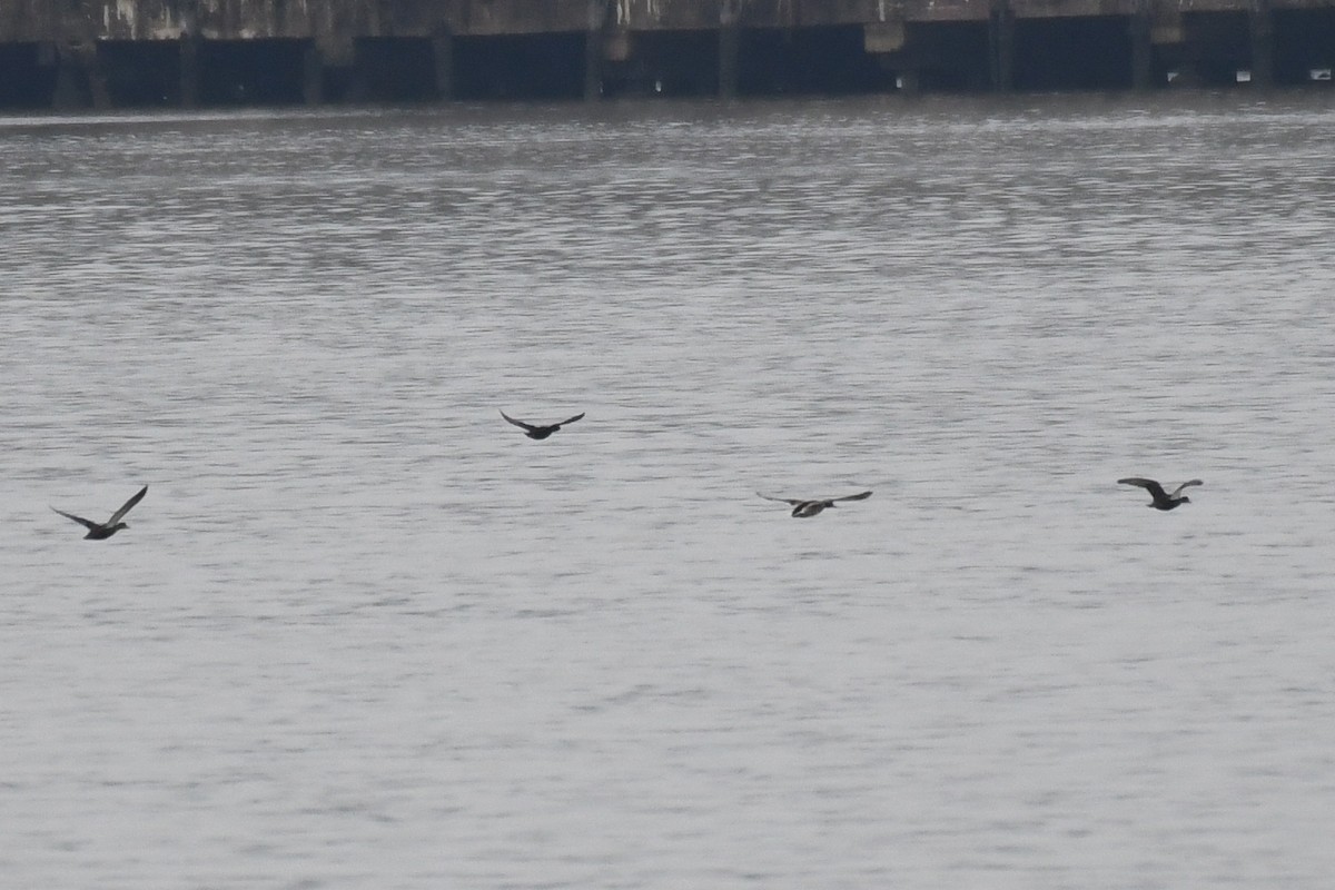 Surf Scoter - ML633291476
