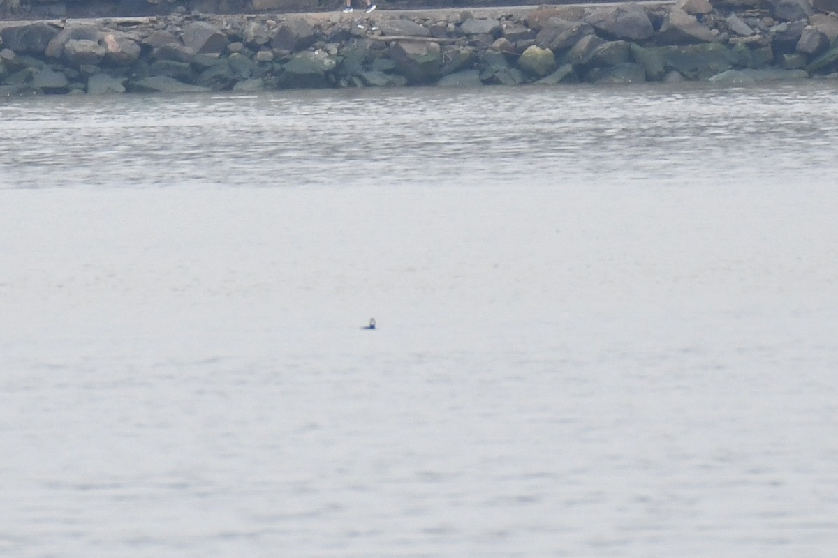 Surf Scoter - ML633291485
