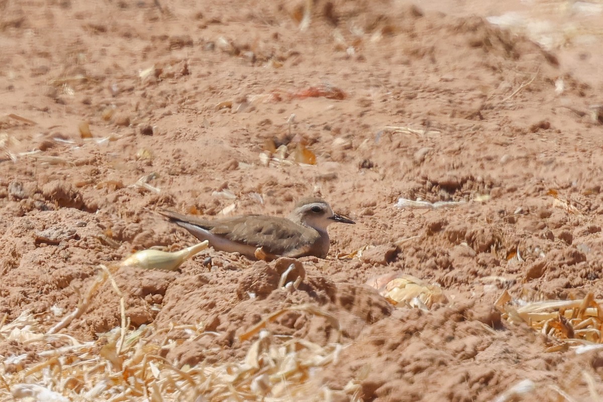 Caspian Plover - ML633291533