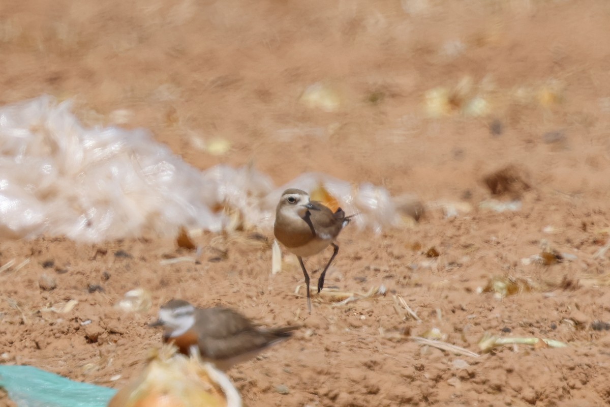 Caspian Plover - ML633291534