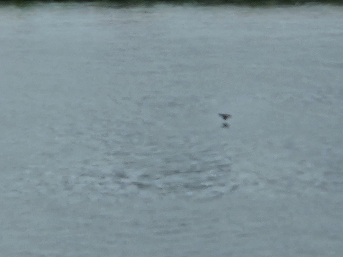 Double-crested Cormorant - ML633291536