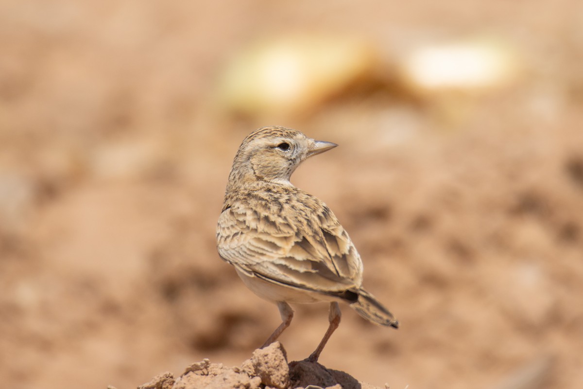 Greater Short-toed Lark - ML633291537