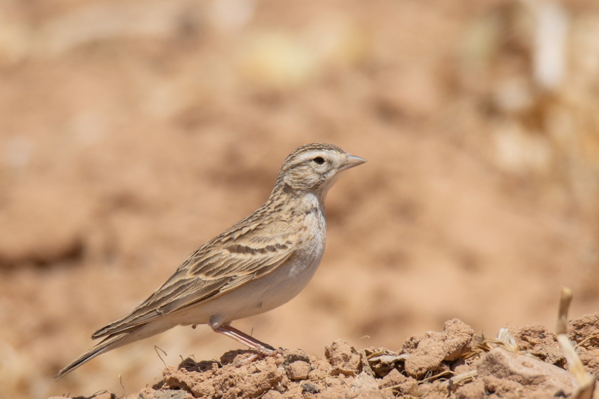 Greater Short-toed Lark - ML633291538