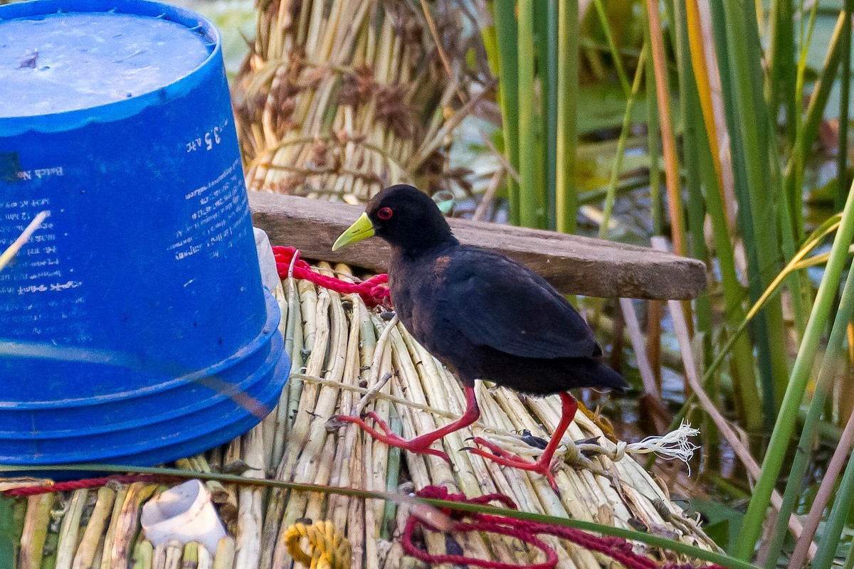 Black Crake - ML633291594