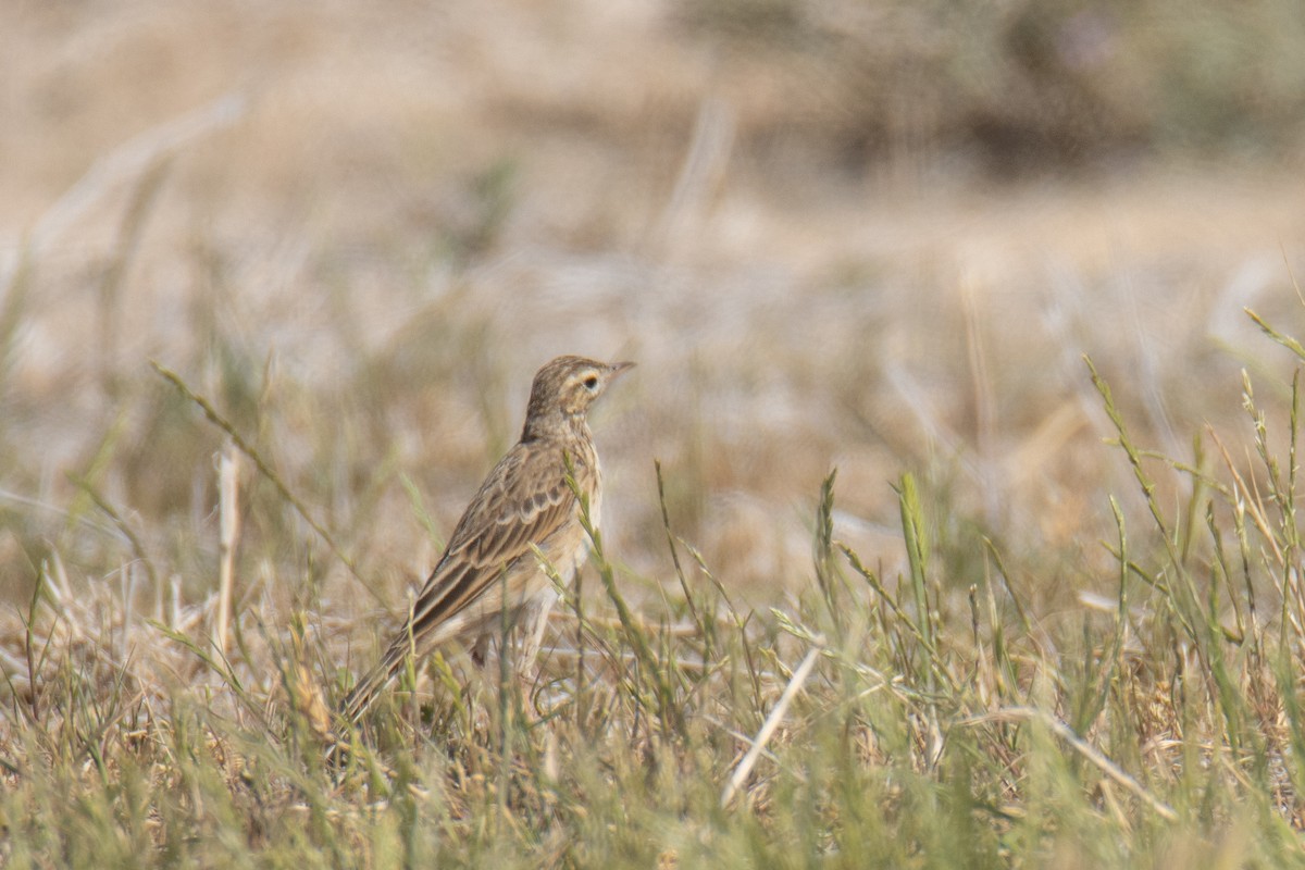 Israel Breeding Bird Atlas Checklist - 31 Mar 2025 - Neot Smadar fields ...
