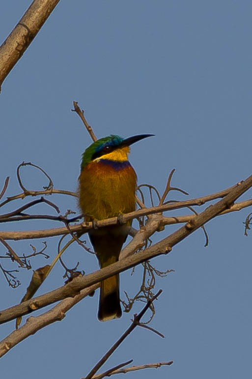 Ethiopian Bee-eater - ML633291690