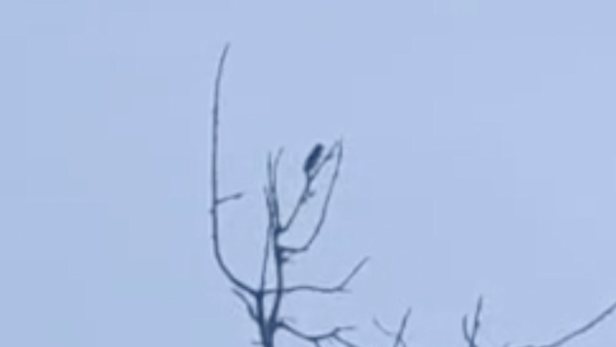 Asir Magpie - ML633291702