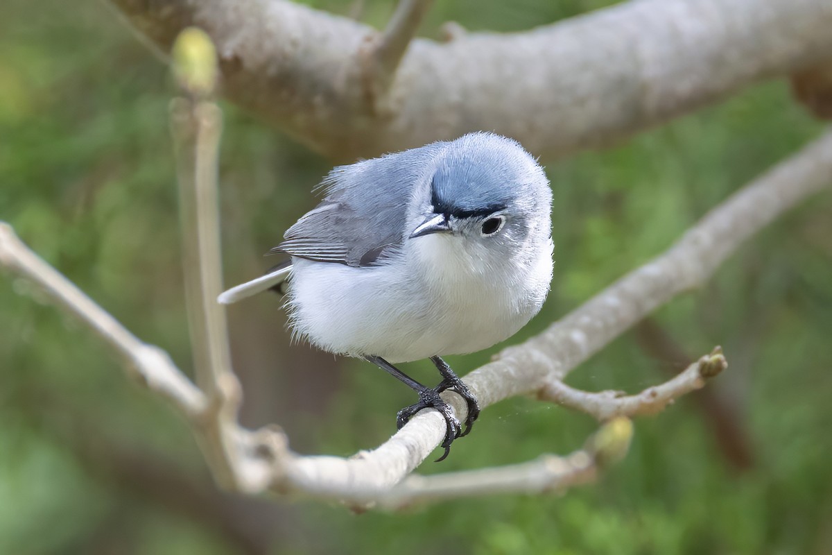Blue-gray Gnatcatcher - ML633291812