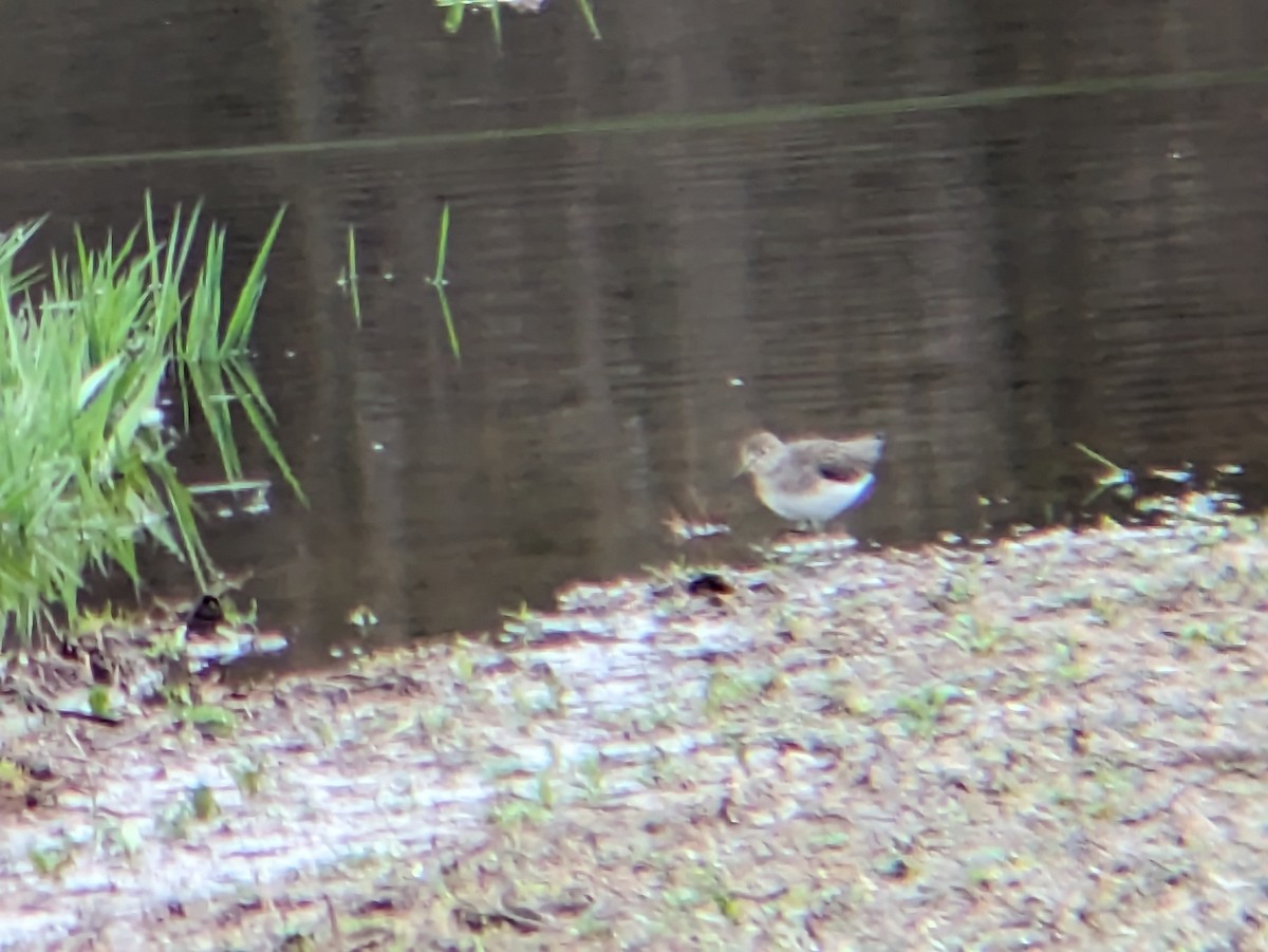 vodouš samotářský - ML633291834