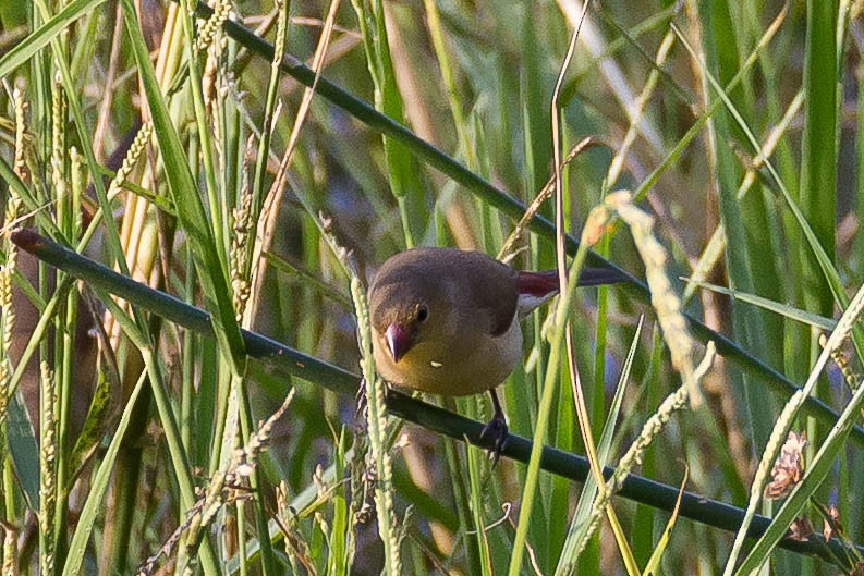 Fawn-breasted Waxbill - ML633291859