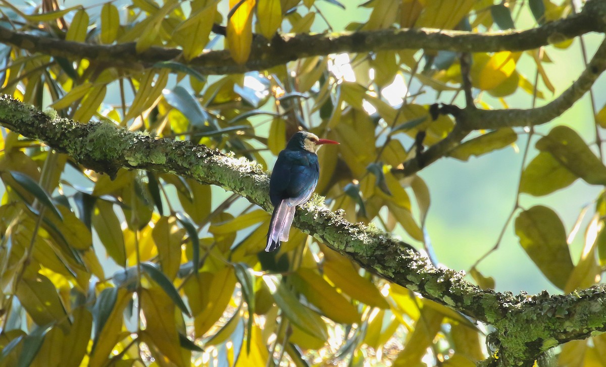 White-headed Woodhoopoe - P Vercruysse