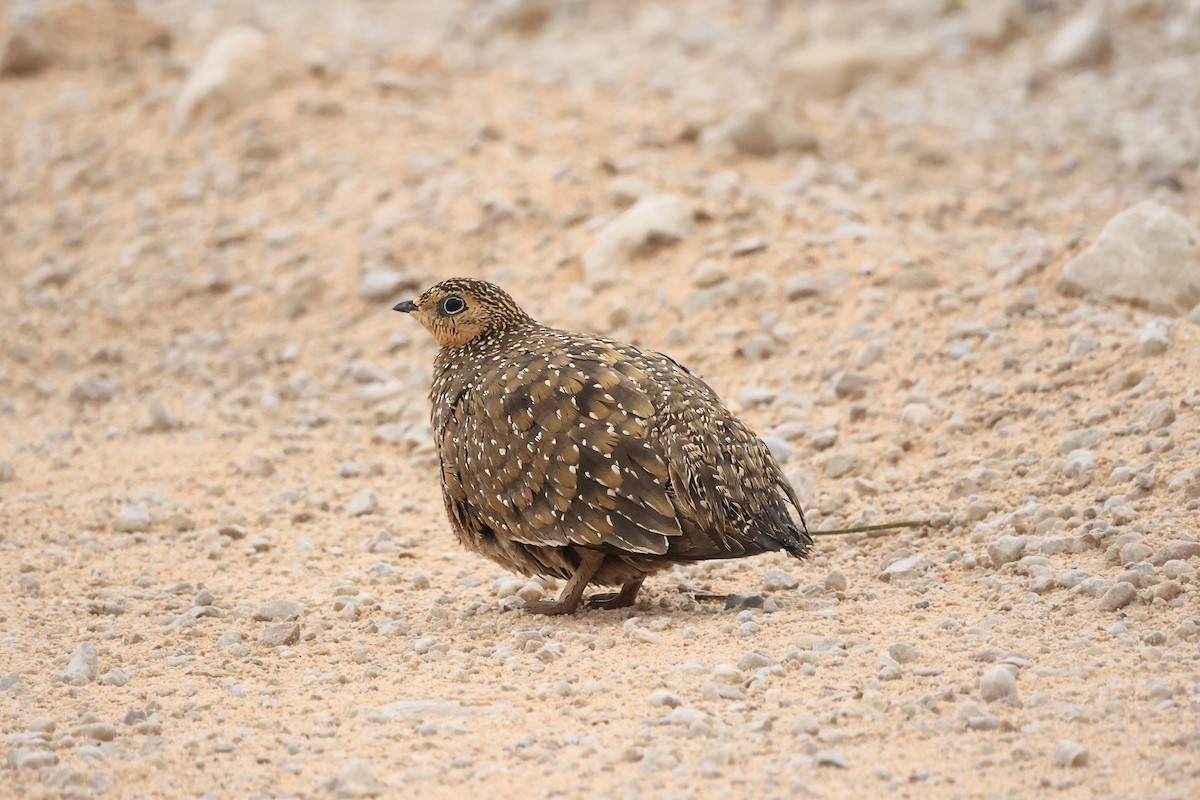 Burchell's Sandgrouse - ML633291929