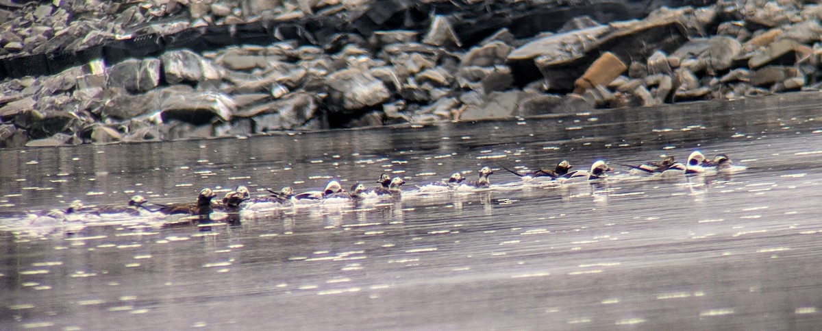 Long-tailed Duck - ML633291936