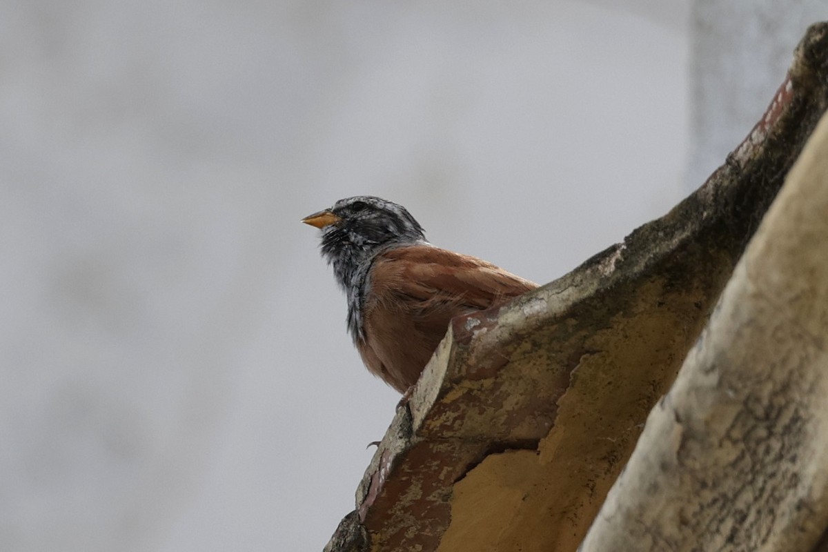 Berdantza sahararra - ML633291993