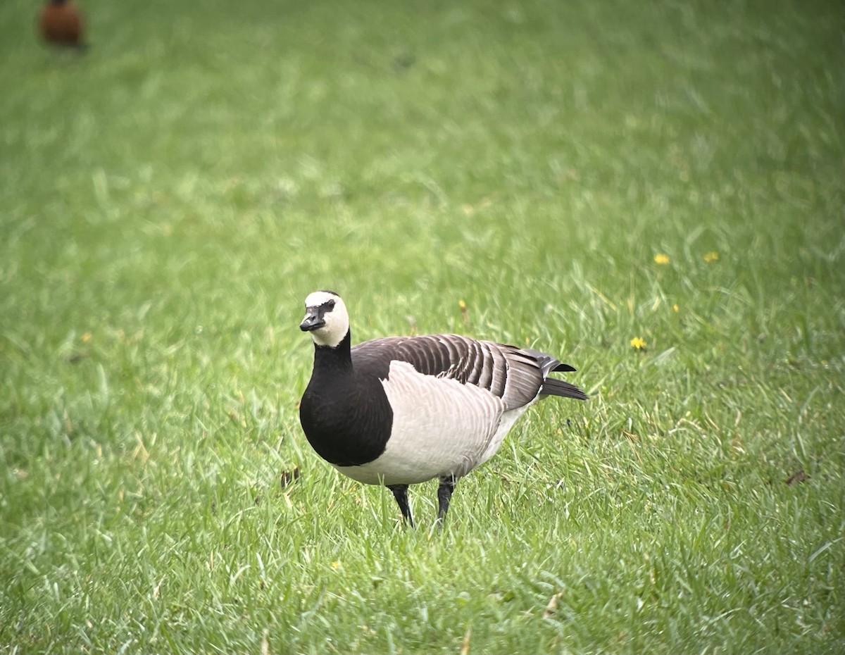 berneška bělolící - ML633291999