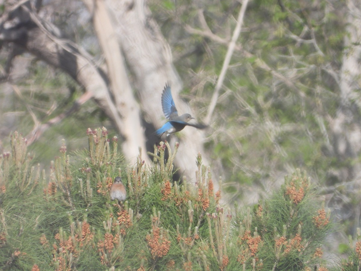 Mountain Bluebird - ML633292095