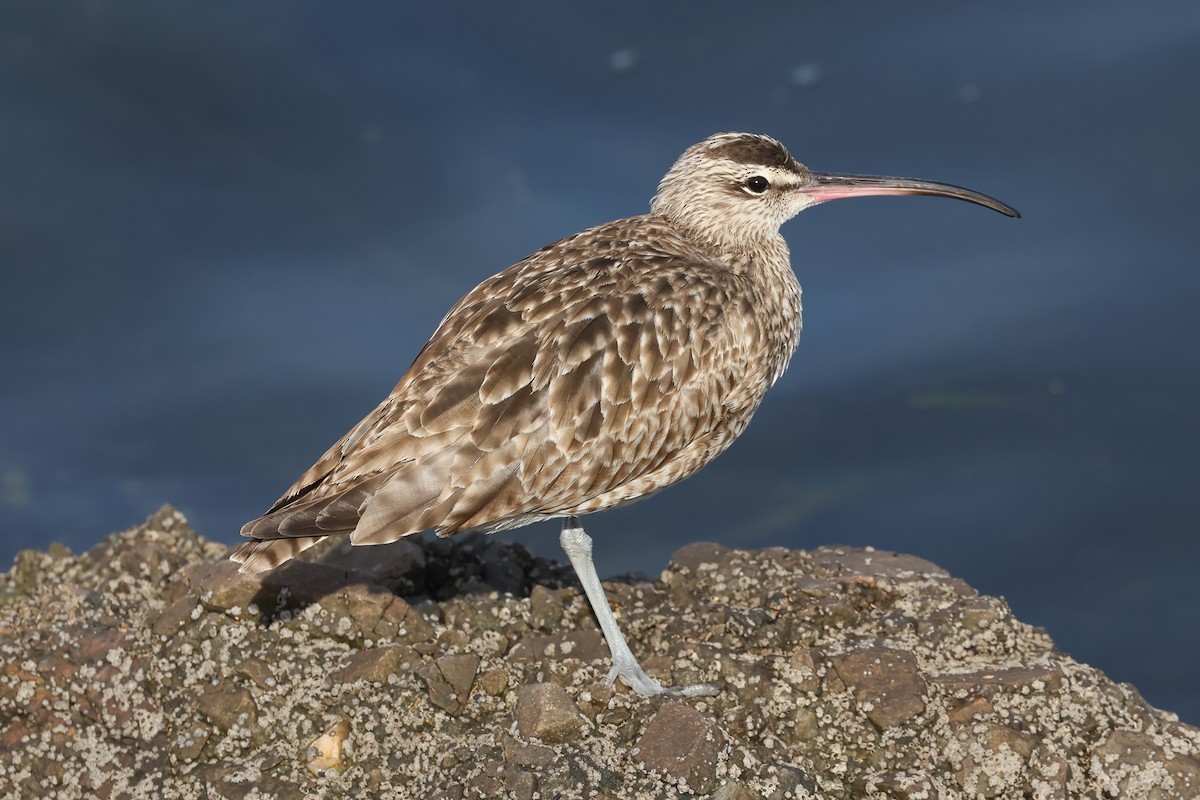Whimbrel - ML633292139
