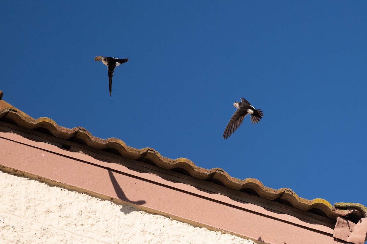 White-throated Swift - Cynthia  Case