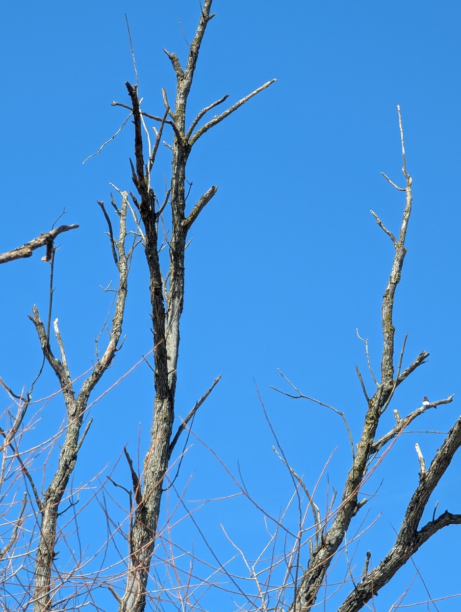 rødhodespett - ML633292435