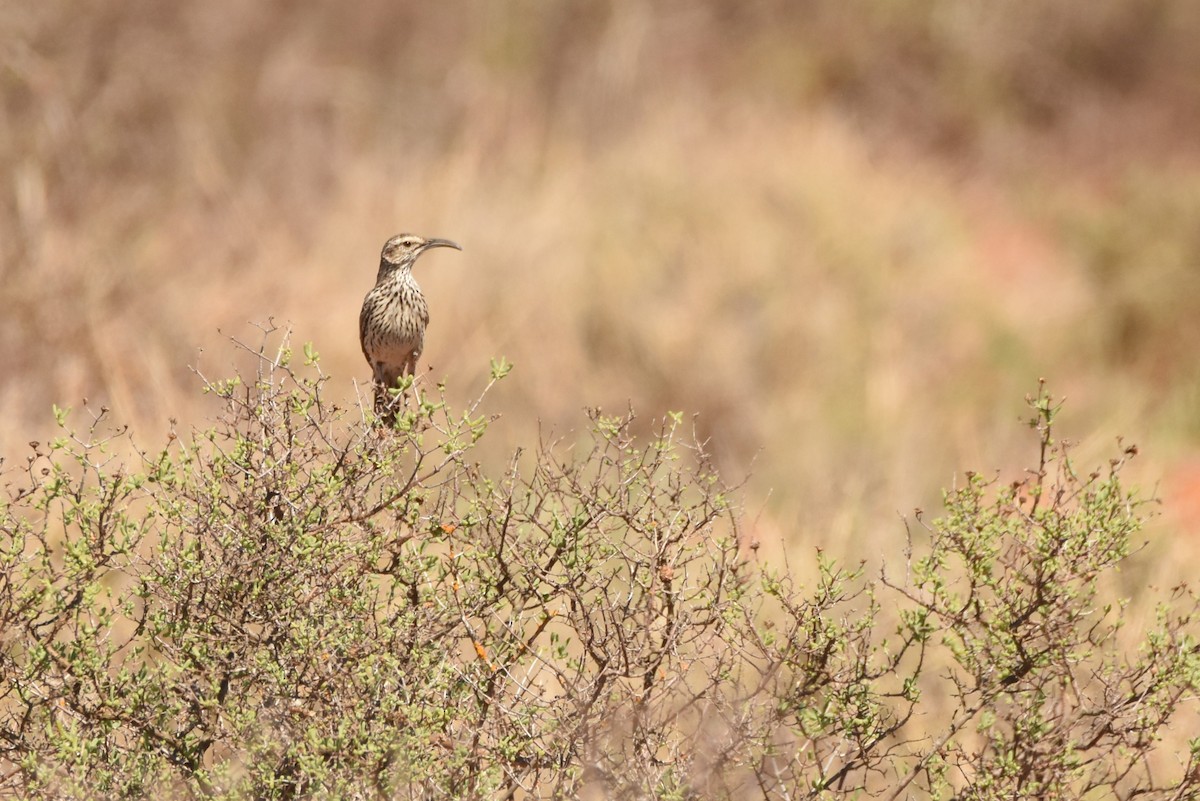 Cape Long-billed Lark (Cape) - ML633292456