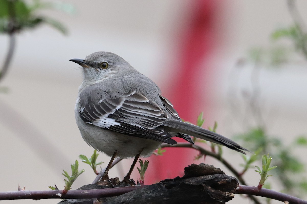 Northern Mockingbird - ML633292457